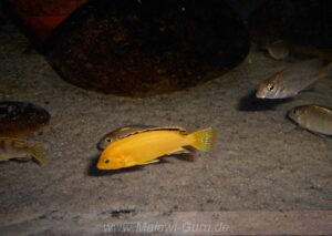 Labidochromis caeruleus 'Lion's Cove'